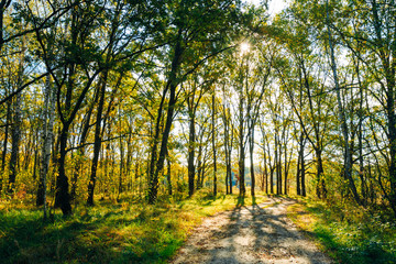 Sunny Day In Autumn Sunny Forest Trees, Green Grass. Nature Wood