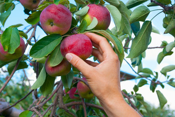hand picking an apple from an apple tree
