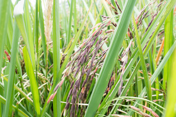 Organic Thai rice berry farm in Thailand