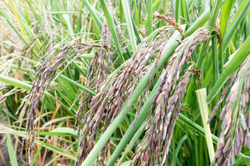Organic Thai rice berry farm in Thailand
