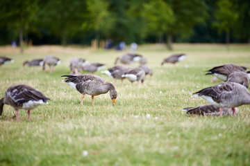 Greylag geese in the park