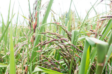 Organic Thai rice berry farm in Thailand