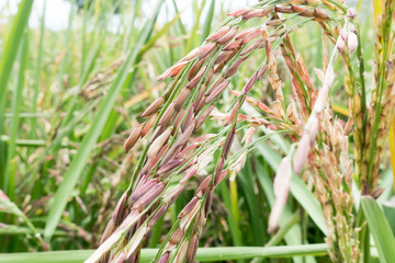 Organic Thai rice berry farm in Thailand