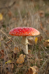 Amanita muscaria