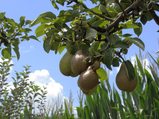 Pears on tree branches