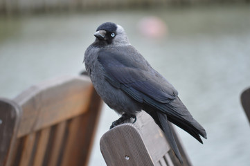 Jackdaw
