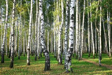 Obraz premium Evening autumn birch forest