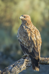 spanish imperial eagle
