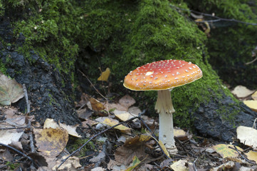 Toadstool mushroom