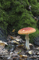 Toadstool mushroom