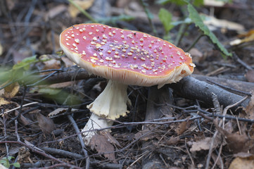 Toadstool mushroom