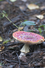 Toadstool mushroom