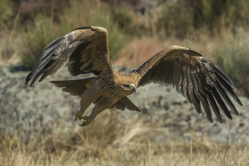 spanish imperial eagle
