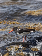 Oystercatcher, Haematopus ostralegus