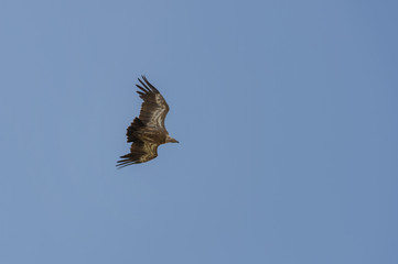 Griffon Vulture flying 3