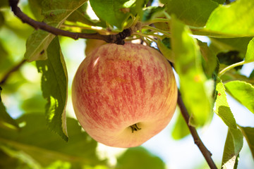 Organic ripe apple