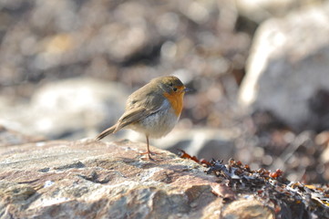 Rouge-gorge