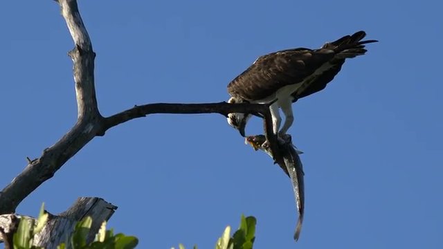 A fish eagle devours a fish in a tree branch in Florida.