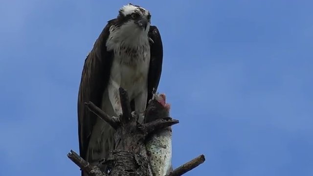 A fish eagle devours a fish in a tree branch in Florida.