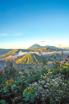 Bromo volcano at sunrise,Tengger Semeru National Park, East Java, Indonesia with beautiful flower as foreground. View from Penanjakan 2