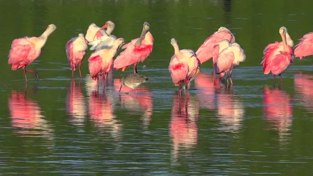 Beautiful pink birds wade in golden light along the Florida coast.