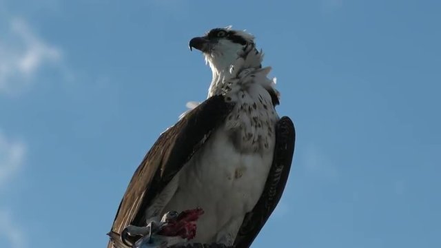 A fish eagle devours a fish in a tree branch in Florida.