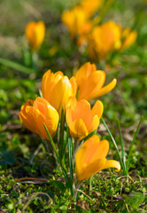 Bunch of yellow crocuses in the spring