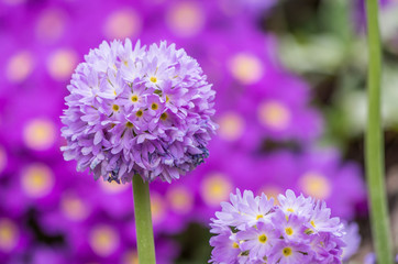 Blooming drumstick primrose with blurred flowers background
