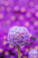 Blooming drumstick primrose with blurred flowers background