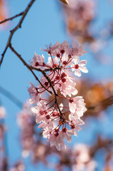 Naklejka premium Pink cherry plum flowers on a blue sky background