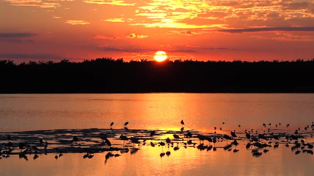Shorebirds at sunset along the wetlands of Florida's coast.