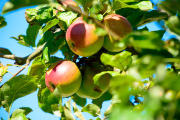 Apple fruits growing on an apple tree branch