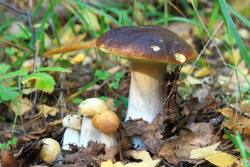 Боровики в осеннем лесу