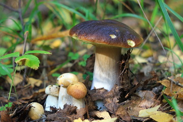 Боровики в осеннем лесу