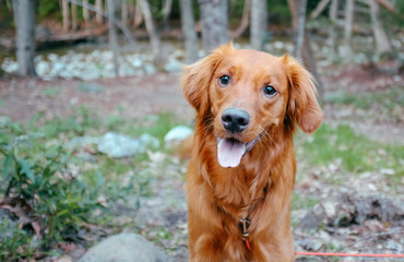 Happy Bright Red Golden Retriever Smiles While Camping