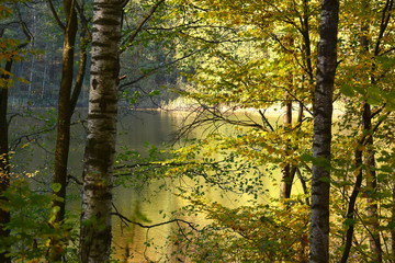 Fototapeta premium View on lake through the autumn trees in Debowo near Biskupiec.