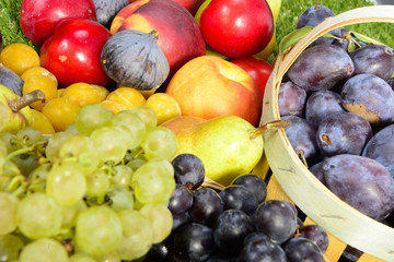 various seasonal fruits, grapes, plums and pears