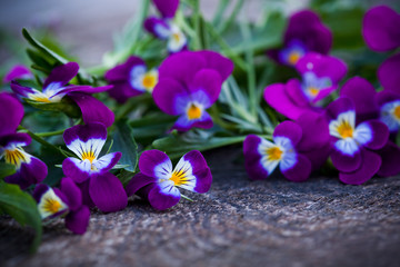 Beautiful fresh heartsease on wooden board