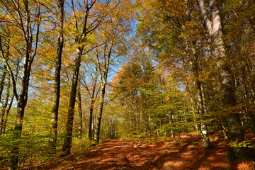 Dirt road in autumn forest
