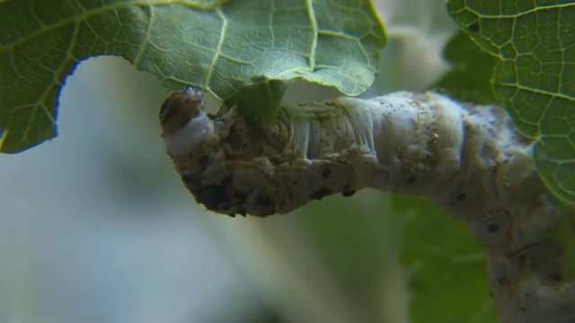 Close up of a silkworm chewing on a green leaf.