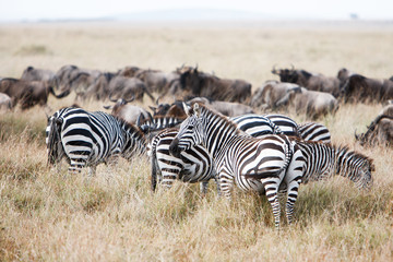 Fototapeta na wymiar Herd of wildebeest and zebra grazing on grasslands of African savanna