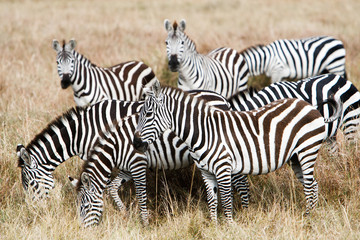 Herd of plains zebras grazing in African savanna