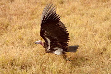 Lappet-faced vulture in African savanna
