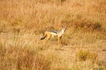 Naklejka na ściany i meble Black-backed jackal (Canis) in African savanna