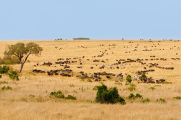 Obraz premium African grassland with wildebeest and zebra grazing