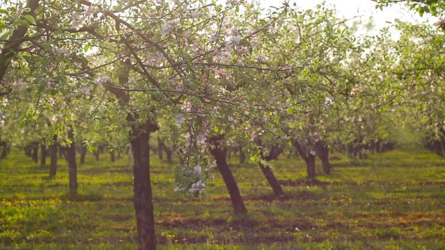panorama of blossoming apple orchard