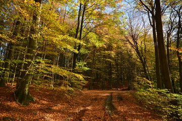 Obraz premium Dirt road in autumn forest