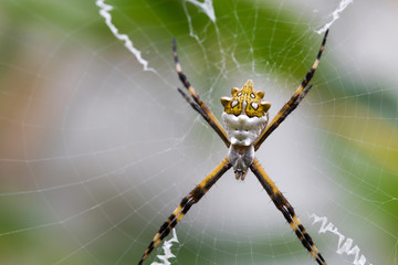 Black and Yellow Argiope spider on web