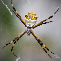 Black and Yellow Argiope spider on web
