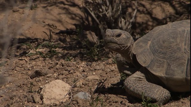 ECU profile of desert tortoise head & 1/4 of shell